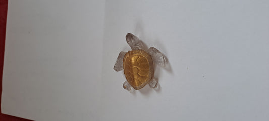 petite tortue